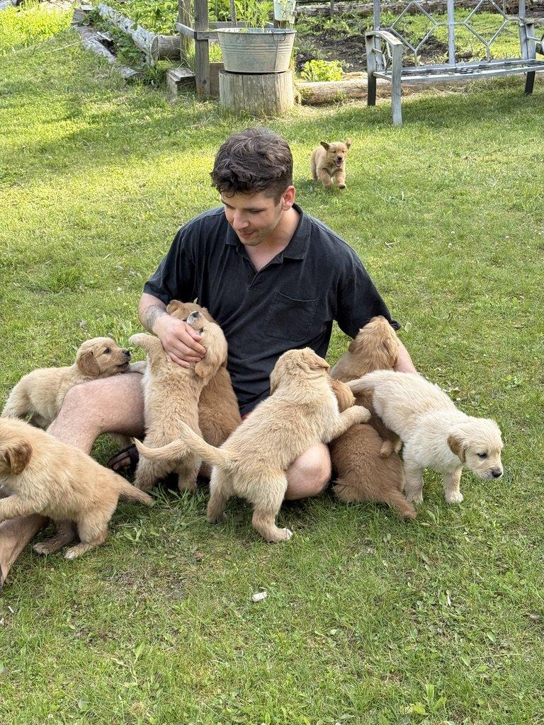Puppies on the lawn